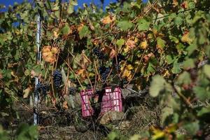 Cajas llenas de uvas en la vendimia, ribeira sacra, Galicia, España foto