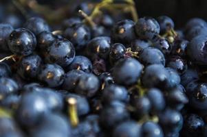 Bunch of red grapes photo