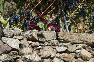 racimo de uvas rojas, viticultura heroica, ribeira sacra, galicia, españa foto