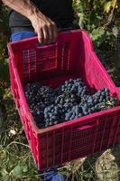 Cajas llenas de uvas en la vendimia, ribeira sacra, Galicia, España foto