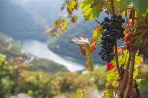 racimo de uvas rojas, viticultura heroica, ribeira sacra, galicia, españa foto