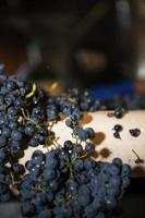 cinta transportadora de uvas, viticultura heroica en la ribeira sacra, galicia, lugo, orense, españa foto