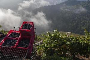 elevador de cosecha, viticultura heroica en la ribeira sacra, galicia, lugo, orense, españa foto