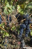 racimo de uvas rojas, viticultura heroica, ribeira sacra, galicia, españa foto