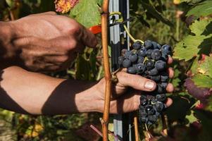 Manos cortando racimos de uvas con tijeras en la vendimia, ribeira sacra, Galicia, España foto