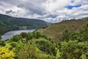 Landscape of terraced vineyards on the Minho river in Ribeira Sacra, Galicia, Spain photo