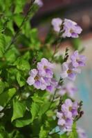 flores violetas insectos y abejas chupan foto