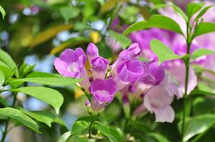 Violet flowers background photo