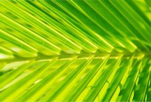 Green leaf  coconut photo