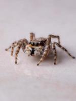 Gray Wall Jumping Spider photo