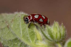 escarabajo pulga adulto foto