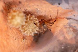 Female Brown Widow  protecting your egg bags photo