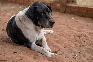 perro doméstico en una granja foto