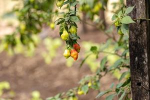 Pepper plants with fruits photo
