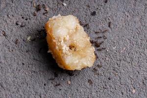 hormigas cabezonas adultas foto
