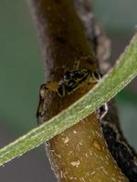 pequeña araña saltadora foto