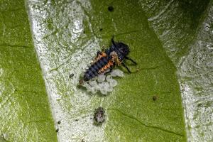 larvas de escarabajo asiático foto