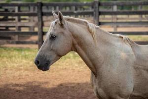 Horse in a Brazilian farm photo