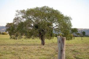 gran árbol de angiospermas foto