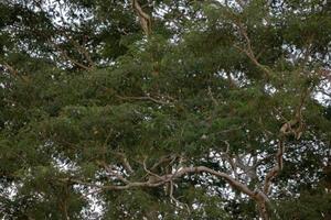 Large angiosperm tree photo