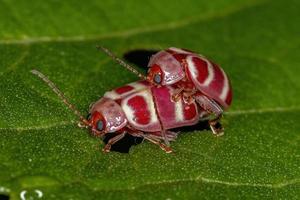 escarabajos pulgas adultos foto