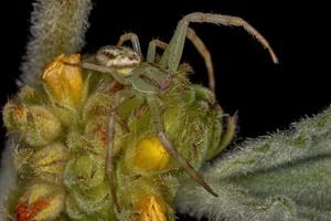 araña cangrejo hembra adulta