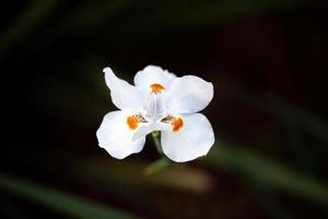 White Fortnight Lily photo