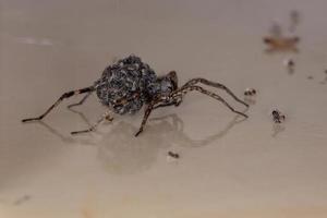 Wolf spider carrying the young in the abdomen photo