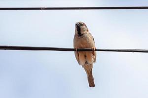 Adult House Sparrow photo