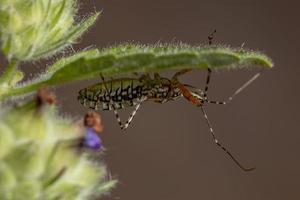 Adult Assassin Bug photo