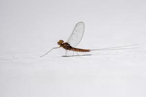 Male small mayfly photo