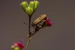 ninfa del insecto pentatomomorfo foto