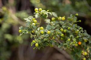 Pepper plants with fruits photo