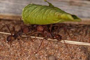 Atta Leaf-cutter Ant photo