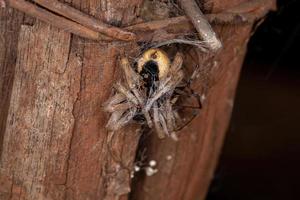Araña lobo adulta presa de una araña viuda marrón