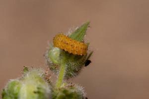 larvas de escarabajo pulga foto