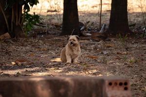 Domestic dog with selective focus