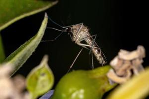 Adult Culicine Mosquito photo