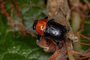 Adult Case-bearing Leaf Beetle photo