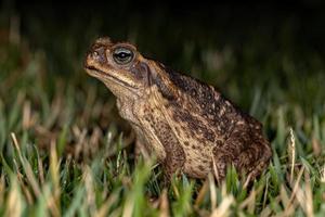 Adult Cururu Toad photo