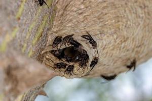 nest of Paper Wasps photo