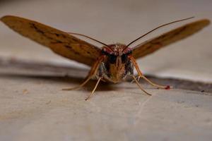 Brazilian yellow Moth photo