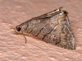 Brown Underwing moth photo