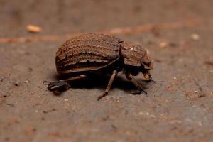 escarabajo de piel brasileño foto