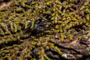 araña saltadora macho adulto foto