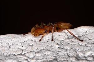 hormiga tortuga amarilla adulta