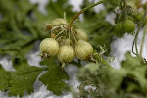 Fruit of garden parsley photo