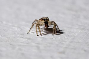 Gray Wall Jumping Spider photo