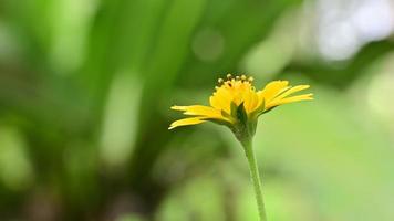 macro bloemen wild in de natuur video