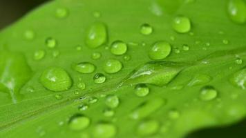 macro water droplets on leaves in nature